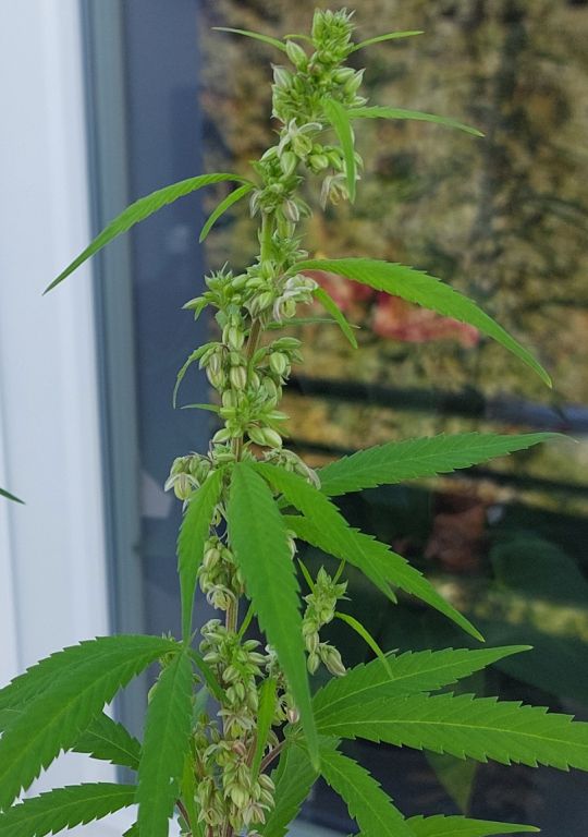 Männliche Pflanze im September